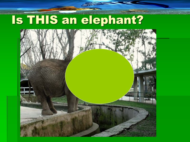 Is THIS an elephant?